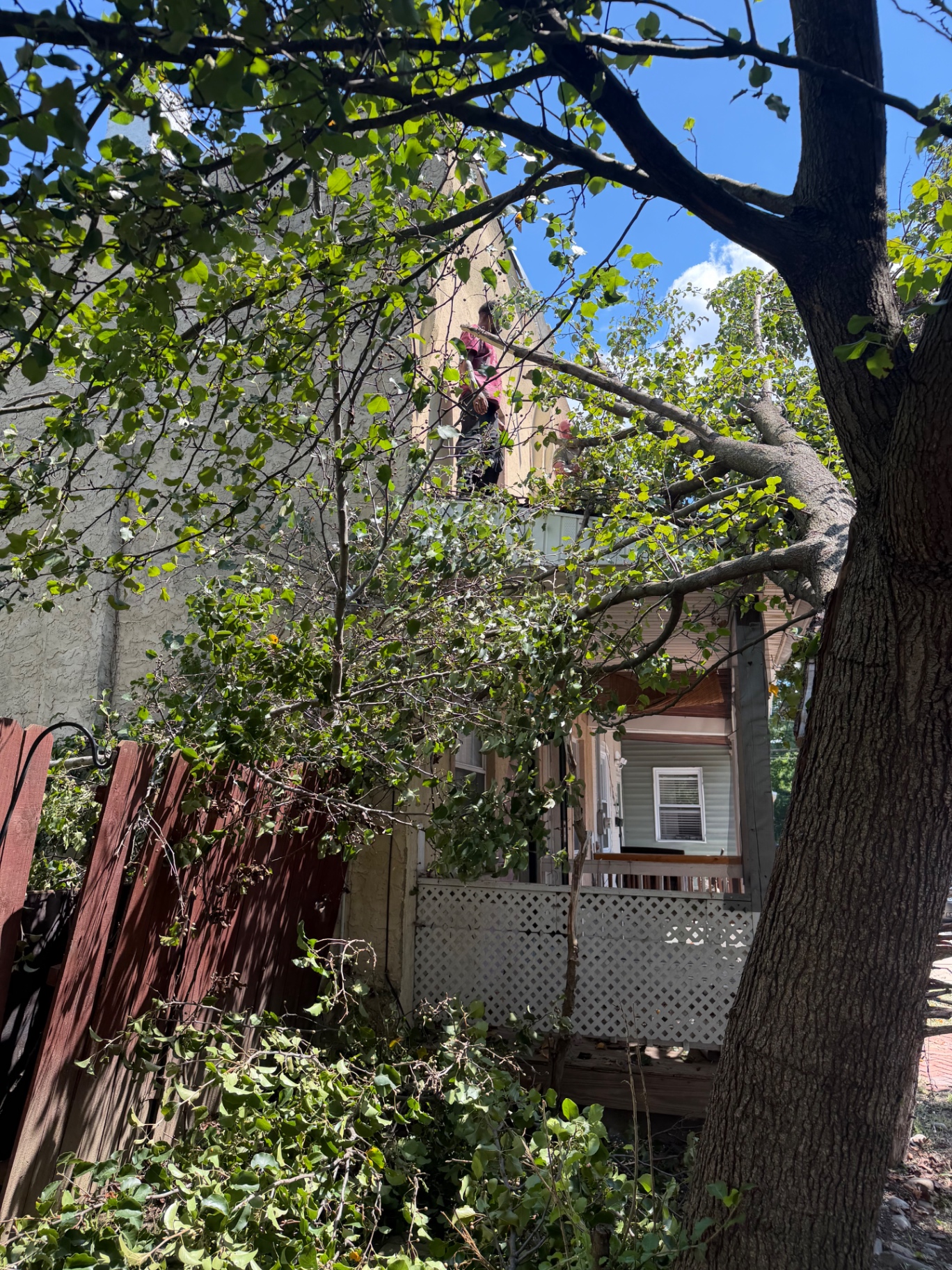 Overgrown backyard tree with heavy limbs hanging over a Philadelphia row home porch before removal