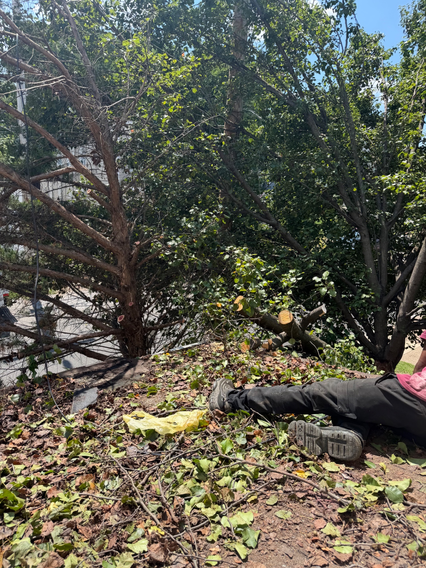 Felled backyard tree cut into sections with branches and leaves covering the yard
