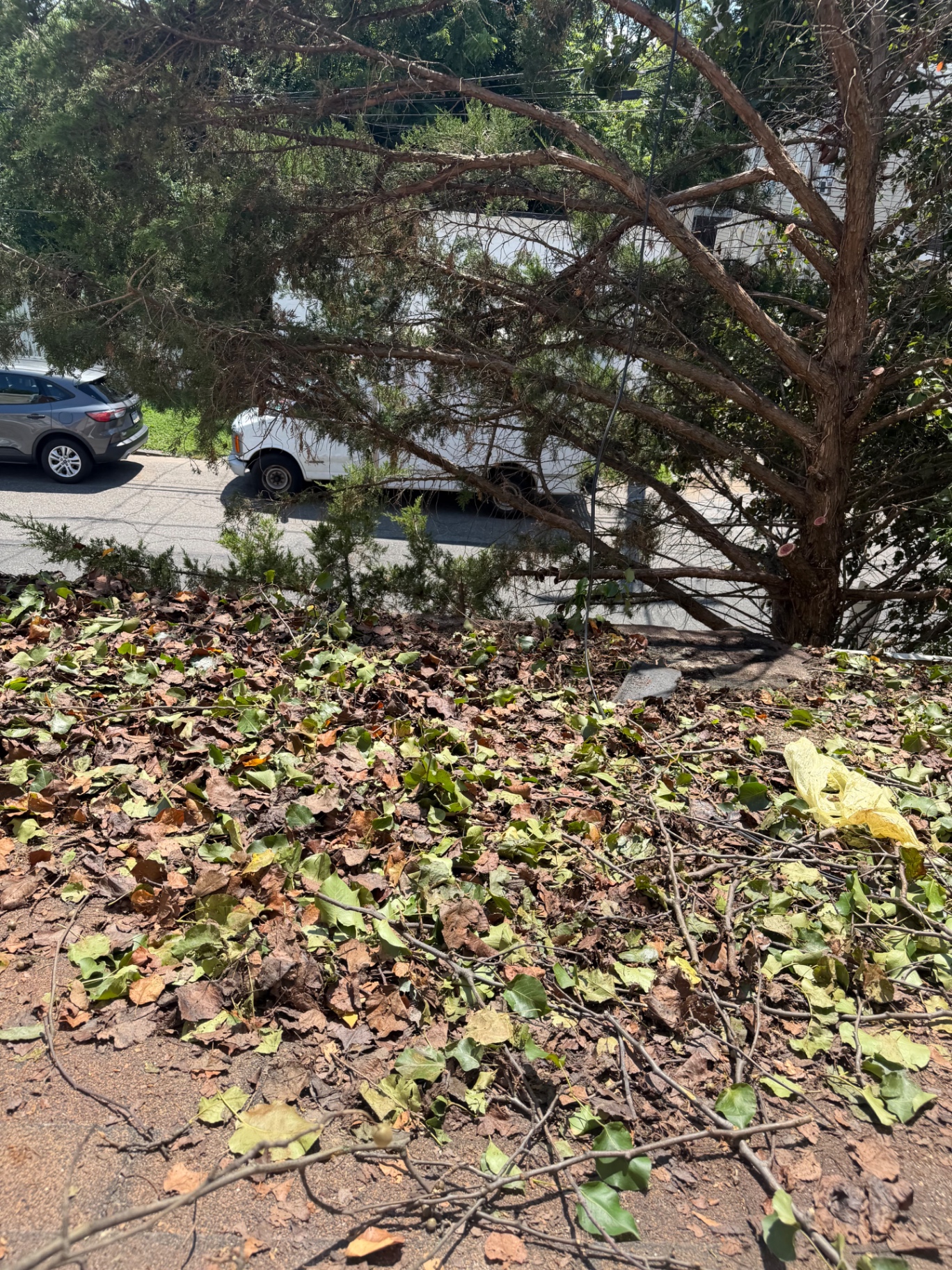 Backyard cleared after tree removal with the trunk gone and remaining brush raked for haul away